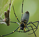 Goldern Orb Spider